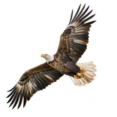 Obraz premium A majestic white-tailed eagle soaring high above the landscape, wings spread wide, isolated on white background.