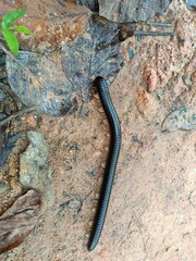 Millipede insect found in garden, forest wildlife insect
