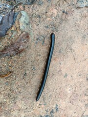 Millipede insect found in garden, forest wildlife insect