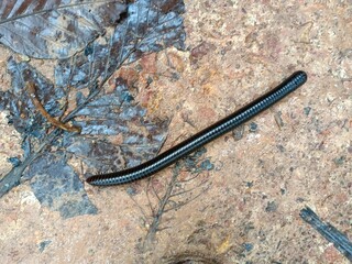 Millipede insect found in garden, forest wildlife insect