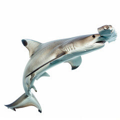 Fototapeta premium A sleek hammerhead shark with its unique head shape, isolated on white background