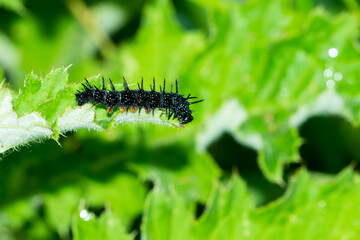 Tagpfauenauge Raupe auf Distel