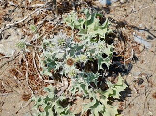 Eryngium maritimum, the sea holly or seaside eryngo. The plant has a very strong and deep root system.