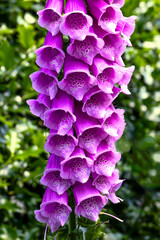 A beautiful purple foxglove flower in close up © Shy Radar