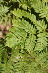 fern leaves in the forest