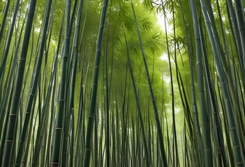 Fototapeta premium Deep bamboo forest, lights from above
