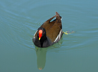 Common moorhen (Gallinula chloropus) swimming in a pond