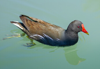 Common moorhen (Gallinula chloropus) swimming in a pond