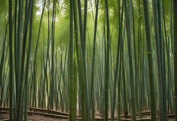 Fototapeta premium mesmerizing waste bamboo forest, no people