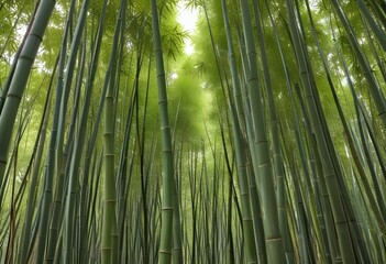 Fototapeta premium mesmerizing waste bamboo forest, no people