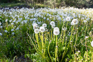 Obraz premium white spring flowers - dandelions