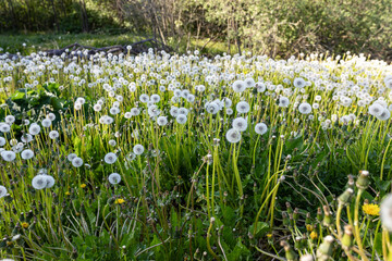 field of white flowers