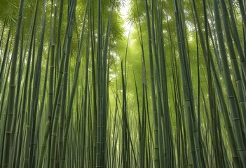 Fototapeta premium mesmerizing waste bamboo forest, no people
