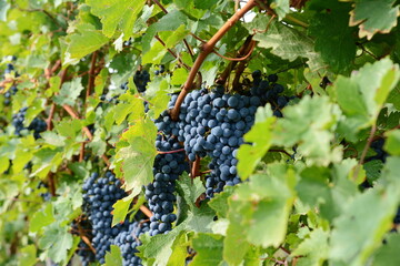 Bunch of ripe grapes in the vineyard just before the harvest. Grape harvest in october. 