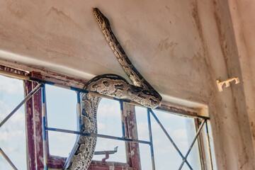 african rock python snake, sneaking through the window in the house