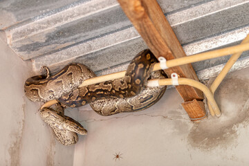 african rock python snake, hiding in the house in the ceiling