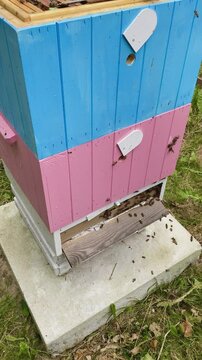 Kolorowe drewniane ule w pasiece i podkurzacz na pszczoły.