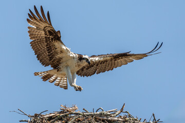 Osprey in landing on nest