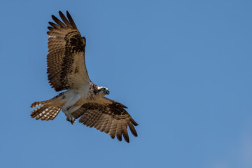 Osprey in flight