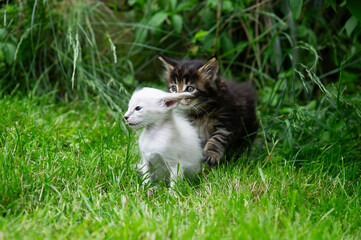 Balinese und Maine Coon Kitten im Garten