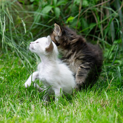 Maine Coon und Balinese Kätzchen im Garten