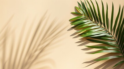 Beige background with shadow and palm leaves