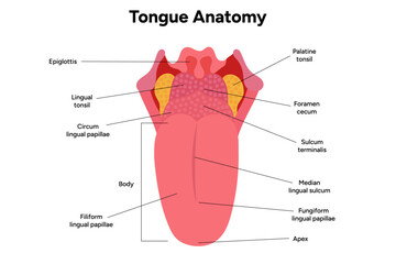 Medical illustration tongue anatomy in human  © Oksana