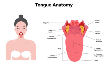 Obraz premium Medical illustration tongue anatomy in human 