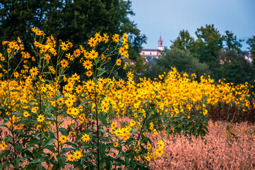 Field of yellow wildflowers among the hills.