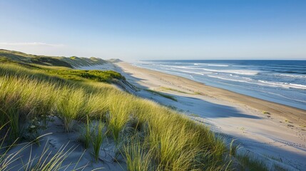 Grass-covered dunes along coastal areas protect shorelines from erosion and provide habitats for unique wildlife species.