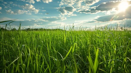 Obraz premium Grassy fields, whether in rural landscapes or urban parks, offer a refreshing break from concrete and asphalt, connecting us to nature.