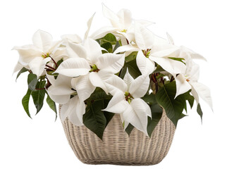 A basket filled with red poinsettias. The basket is made of wicker on transparent background. Christmas atmosphere.