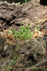 green moss on the tree