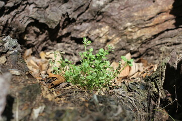moss growing in the meadow