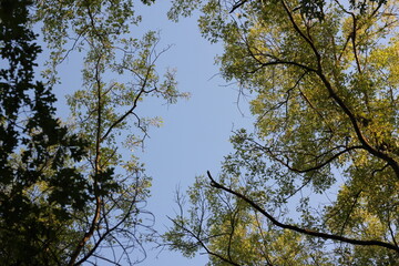 Leaves and clear blue sky.
