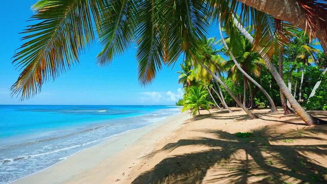 Panorama of Dominican tropical beach with coconut palms facing the sea. A small island surrounded by turquoise blue waters on a sunny summer day. Summer palm beach on the seashore.