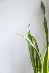 luxury artistic white background with tropical leaves in green lines
