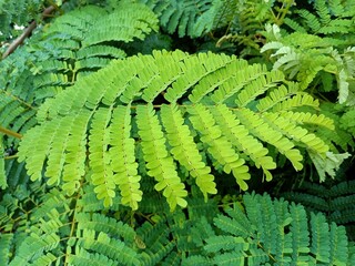 Albizia chinensis is a species of legume in the genus Albizia, native to south and Southeast asia, from India to China and Indonesia.