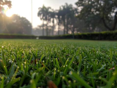 in the morning, close to the lawn parallel to the ground perspective