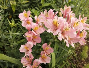 pink and white flowers