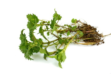Stinking nettle (Urtica dioica) all plant and with root, on white background.