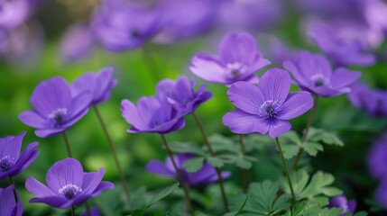 Fototapeta premium Purple flowers in the garden are shown in a close up shot