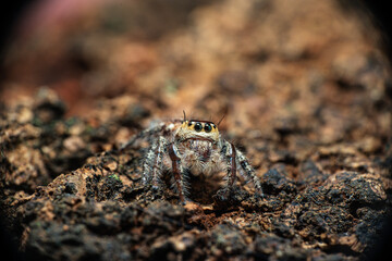 macro shot of a jumping spider (Hyllus diardi male)