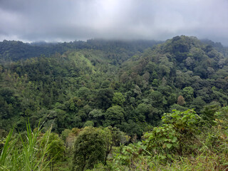 Tranquil view of lush forest under cloudy sky, showcasing the untouched beauty of nature. Serene, calm, and breathtaking wilderness