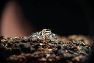 macro shot of a jumping spider (Hyllus diardi male)