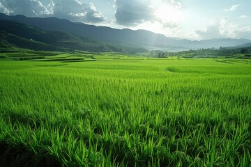 Fototapeta premium A purely green scene of the Rice Terraces professional photography