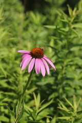 A pink coneflower growing in the garden.