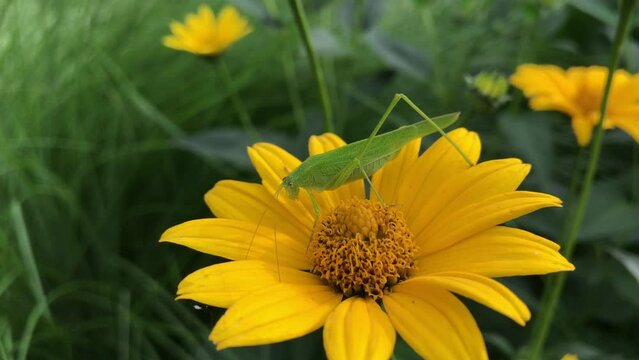 green cricket on yellow flower. sickle-bearing bush-cricket on calliopsis, or tickseed. Latin: phaneroptera falcata (insect), coreopsis (flower). beautiful nature 4k footage with copy space