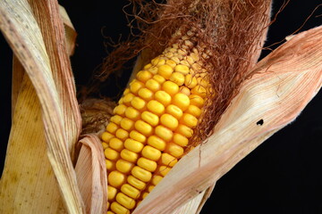 Dried corn cob isolated on black background.