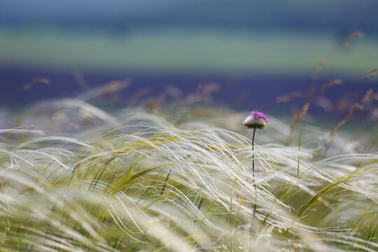 Meadow at the top of the hill overgrown with feathergrass on the windy day with single flowering thistle as a background